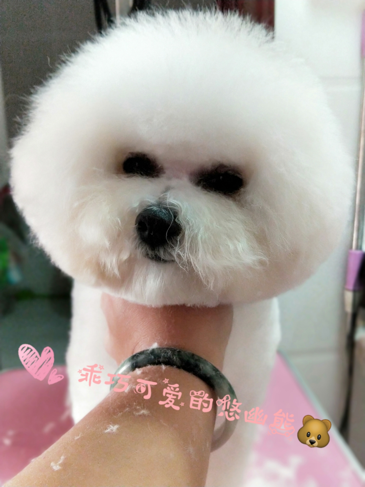 在网上买狗靠不靠谱,网上买狗到底有多坑