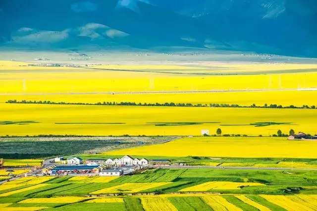 中国十大最美油菜花前十位,中国最美十大油菜花田排名