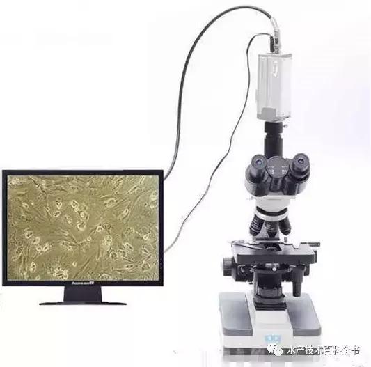 普通光学显微镜的使用方法教程,光学显微镜成像原理及图解