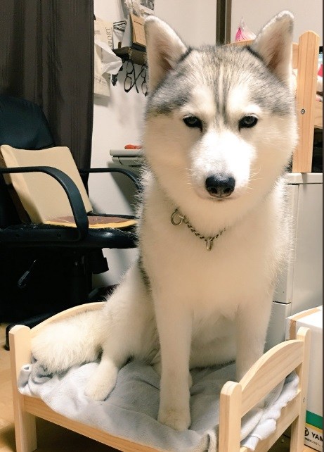 二哈把猫咪按在枕头底下,猫咪的窝被两只狗狗霸占