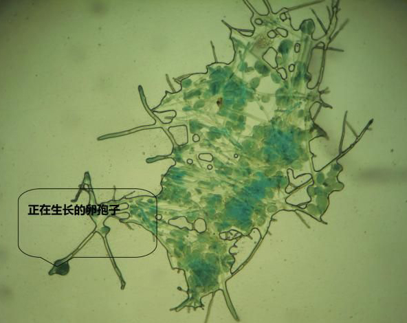 危害辣椒的主要病害有哪些,辣椒四大病害