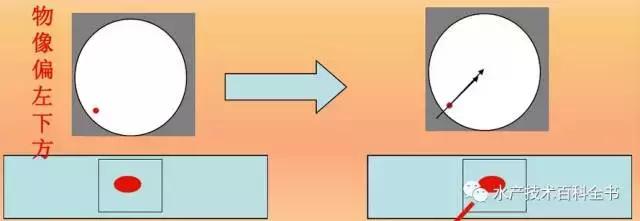 普通光学显微镜的使用方法教程,光学显微镜成像原理及图解