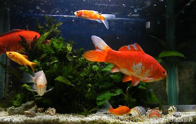 家庭养鱼有没有硝化细菌,硝化细菌为什么不能养鱼