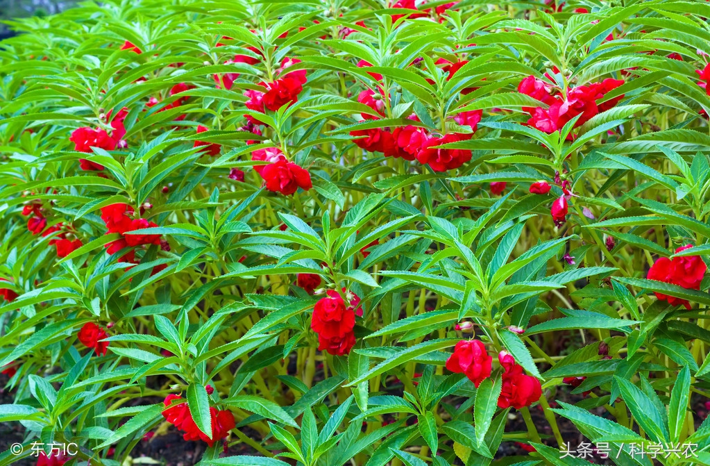 凤仙花的种植方法及管理,凤仙花种植的注意事项