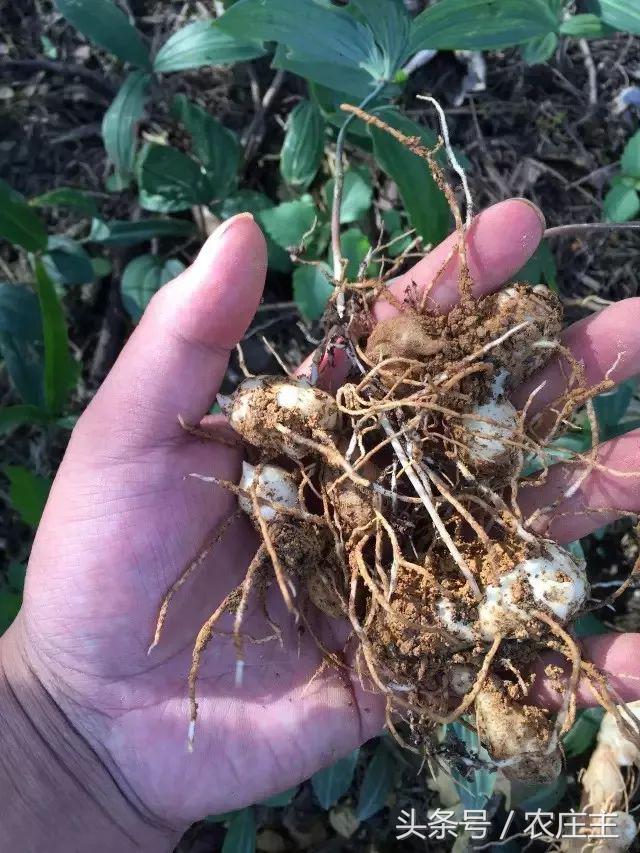 今年中药材普遍行情分析,未来药材走势行情