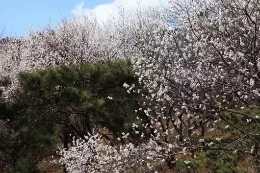 北京各区16处免费森林公园,北京最新40个公园