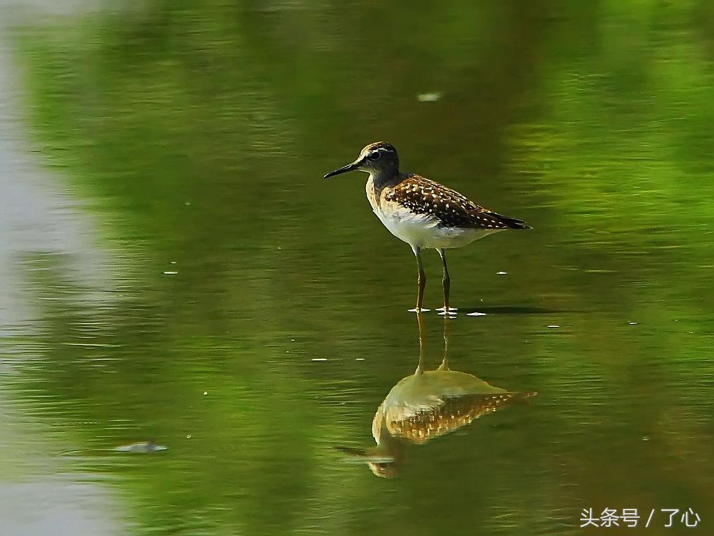 扇尾沙锥几月好抓,扇尾沙锥图片