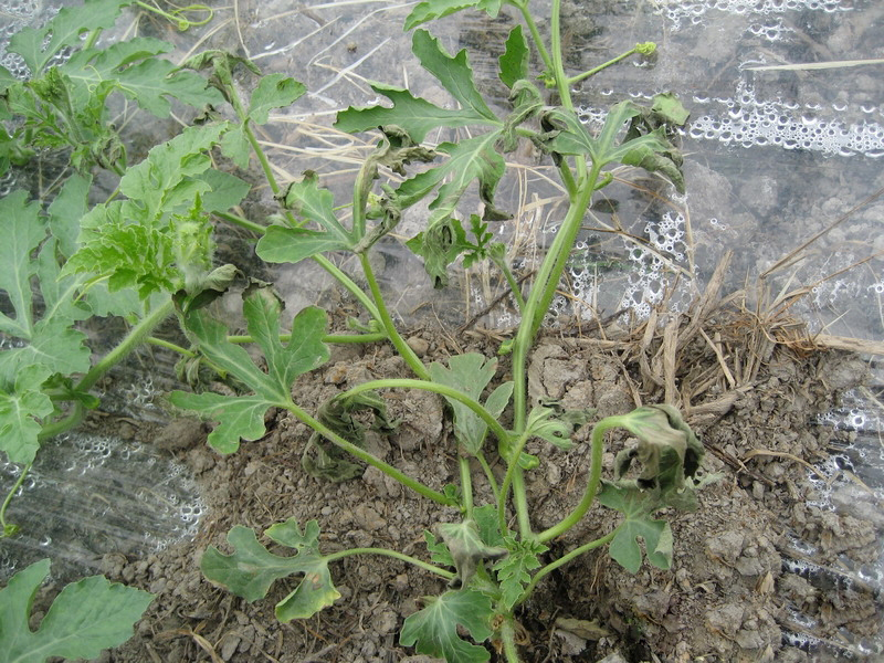 露天西瓜坐瓜期枯萎病怎么治疗,西瓜根施多菌灵能治枯萎病吗