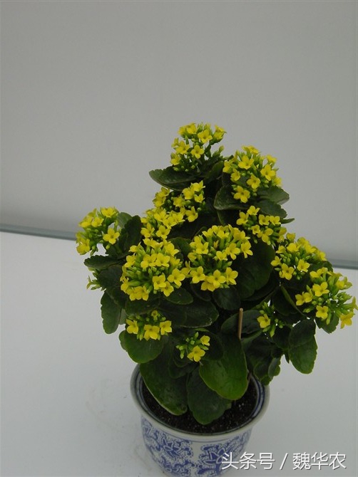 长寿花虫害治疗,长寿花虫害治疗方法