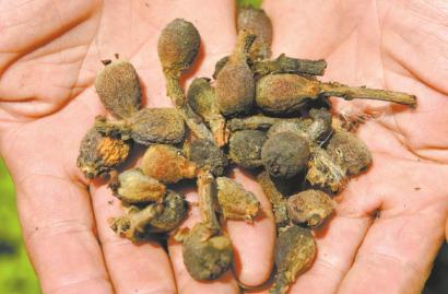 中江枇杷价格,四川德阳枇杷多少钱一斤