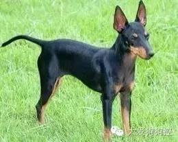 想不到，狗狗的耳型有这么多种！