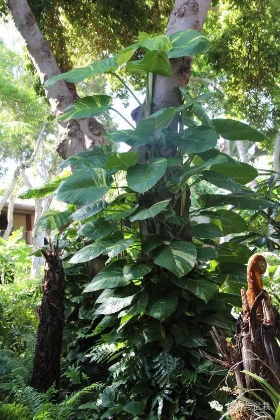 绿萝为什么不扎根绿萝柱,绿萝柱的绿萝是一般品种吗