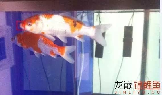 锦鲤治疗烂身烂尾烂嘴全过程,锦鲤烂嘴可以用土霉素吗