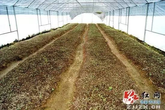 桑植县刘卫兵,桑植县县长刘卫兵