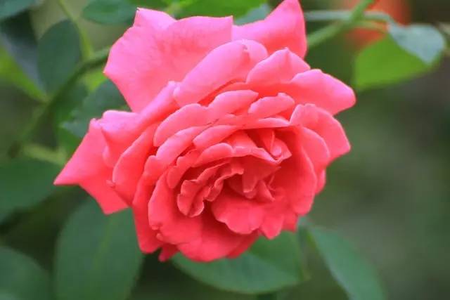 爬墙玫瑰月季与蔷薇区别,怎样区分蔷薇月季玫瑰