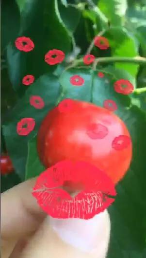 山东烟台大樱桃基地直播,烟台大樱桃基地直播