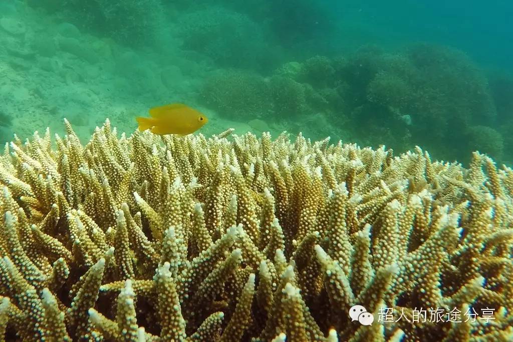 潜水芽庄,芽庄哪个岛适合潜水
