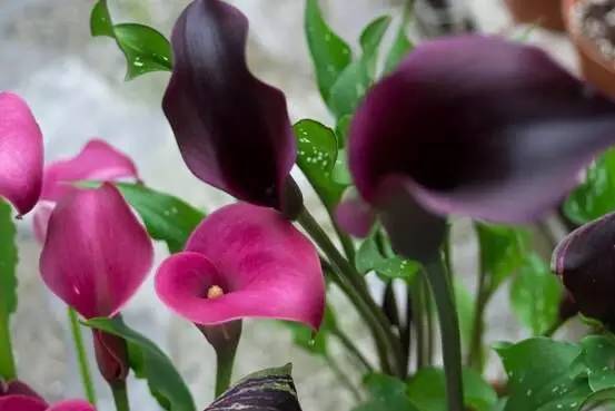 怎样选购灵芝孢子粉,上海农科院专卖店官网灵芝孢子粉