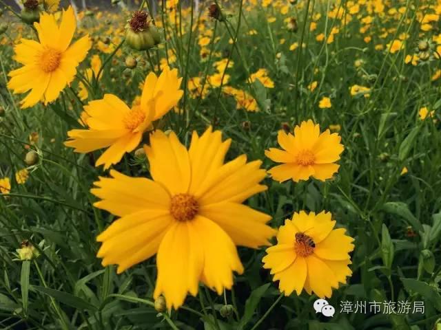 杭州西溪生态公园,西溪郊野公园好玩吗