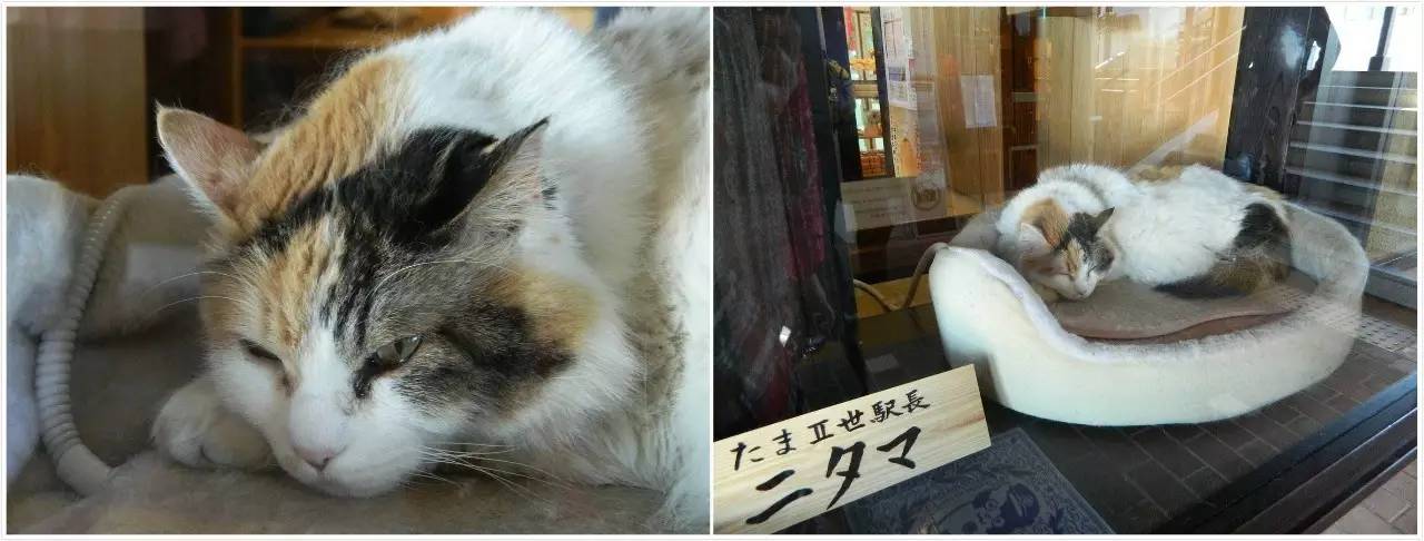 百万级帖主的“再度进击”|西日本，你不该错过这些