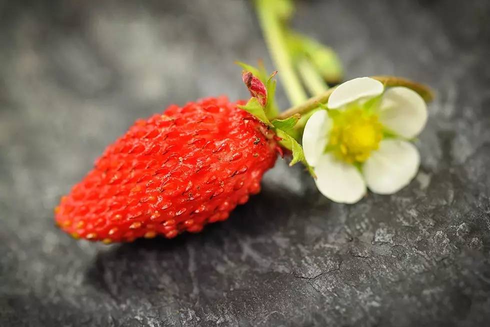和草莓差不多的水果,berry指的是什么水果