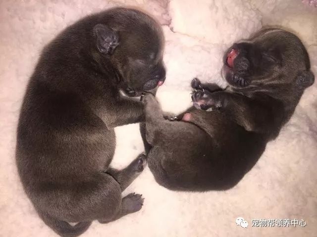 刚出生的狗狗上腭裂,刚出生的狗狗被主人遗弃