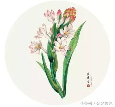 院子里的树有风水么,院子里长哪些树风水好一点