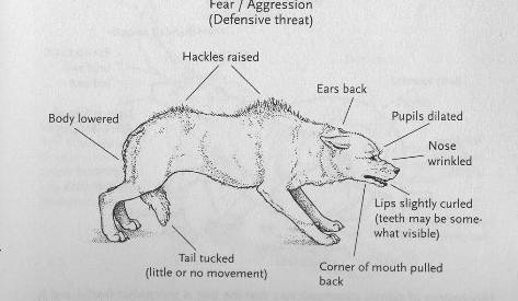掌握狗的语言交流
