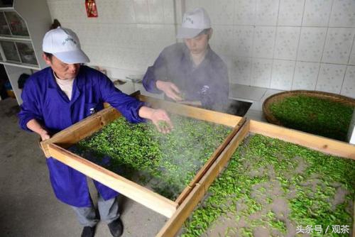 绿茶炒青和烘青工艺,炒青绿茶与烘青绿茶有什么不一样