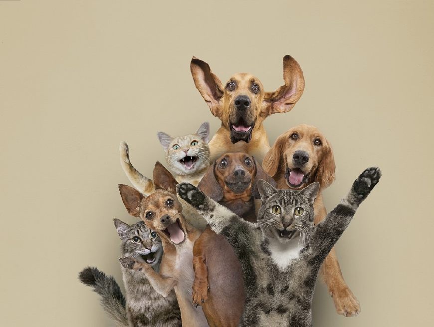 十二星座命中注定星座伴侣是谁,十二星座对应的宠物