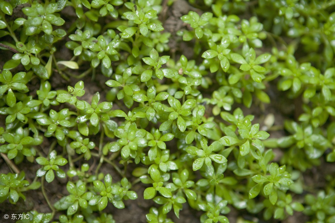 中药垂盆草的功效和作用,垂盆草是草药的好还是中药的好