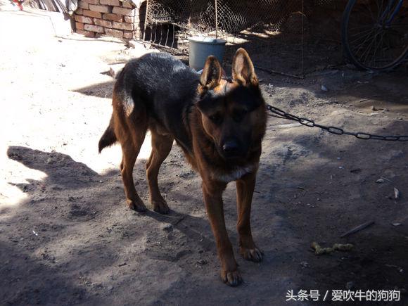 杂交德牧怎么是黑的,杂交德牧