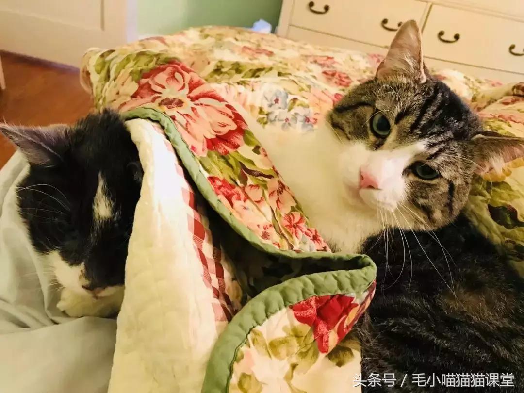 女子花巨资救助猫,女主人尿毒症捐肾