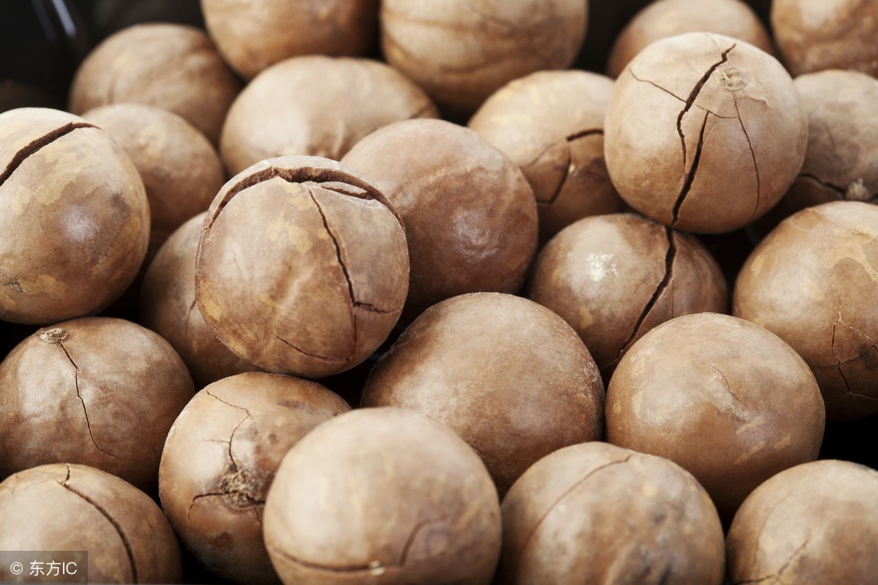 夏威夷果的正确打开方式是什么,夏威夷果为何好吃呢