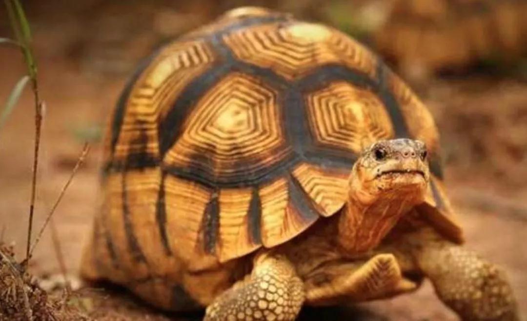 我滴个龟龟,我滴龟龟什么意思