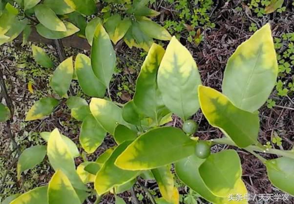 柑橘黄化不一定是缺素,引起柑橘黄化的原因有哪些