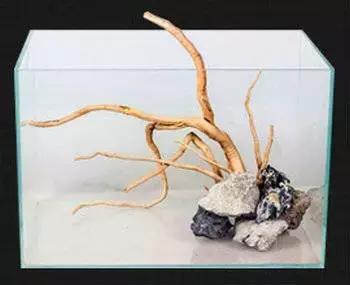 杜鹃根的采集和处理方法-水草缸造景