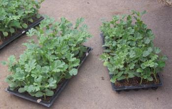 种西瓜从育苗到生西瓜的全过程,露地西瓜育苗什么时间育苗好