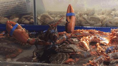 天津高档海鲜自助波龙帝王蟹,海鲜自助天津帝王蟹