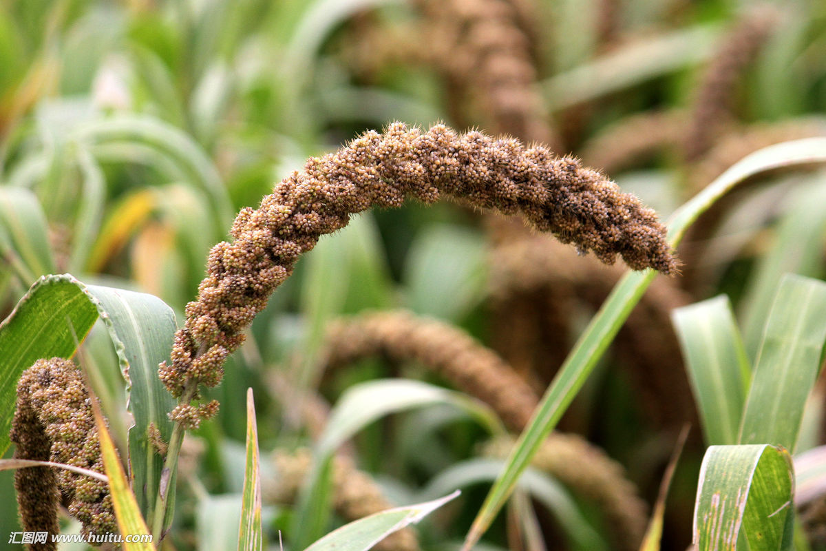 古代人吃狗的传统,中国古代人吃什么农作物