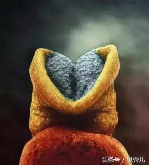 摄影大师花费10年,用镜头记录精子与卵子结合并发育成长的过程!