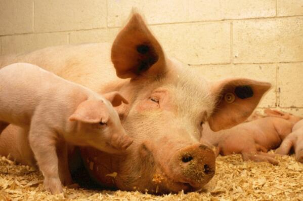 猪得了口蹄疫究竟能否治好？选对方法才能药到病除！