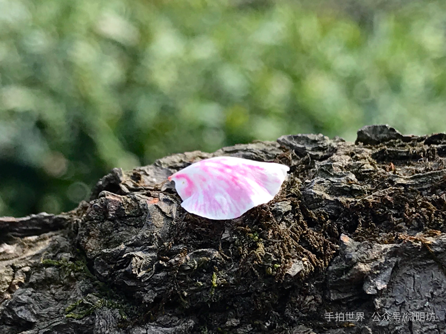 图片分辨率英文缩写,照片的格式英文缩写是什么