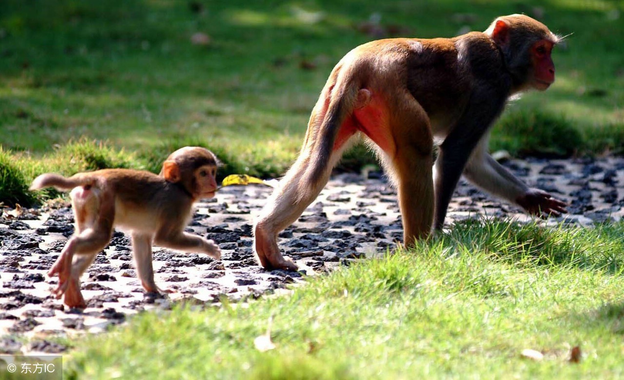 海南省陵水县南湾猴岛旅游景点,海南陵水南湾猴岛图