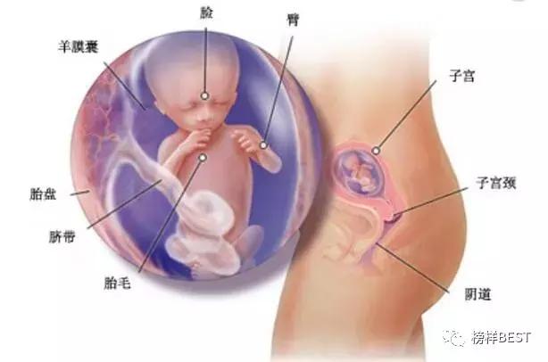 十月怀胎各阶段的不适,10月怀胎真的很不容易