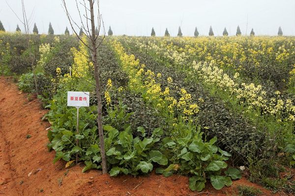 铁观音大师刘金龙,安溪铁观音大师刘金龙个人简介