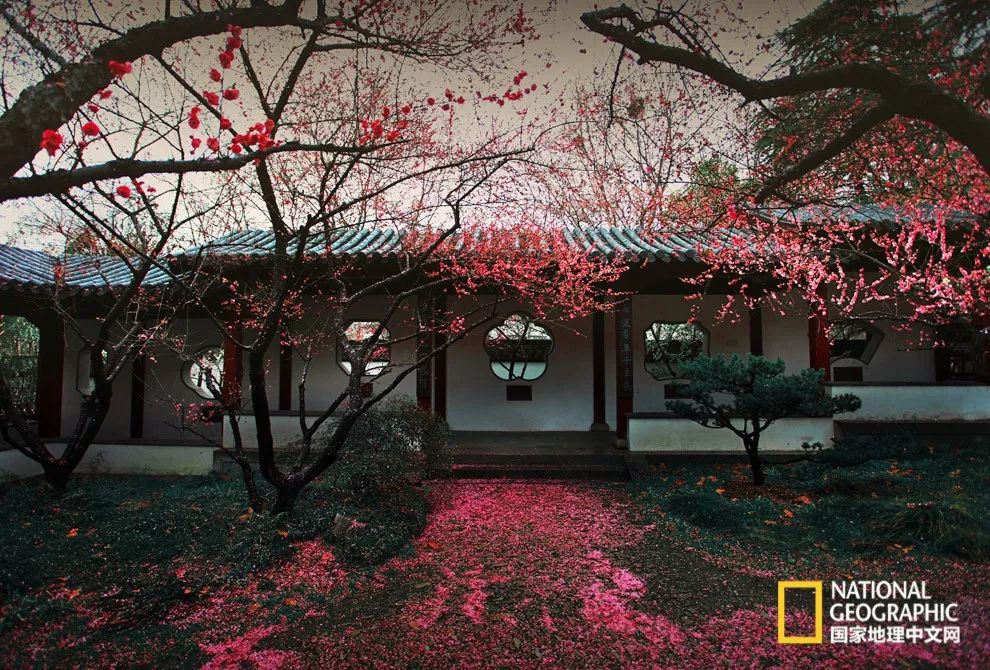 错过需再等一年！来南京看万株梅花海“淡粉宫妆”！