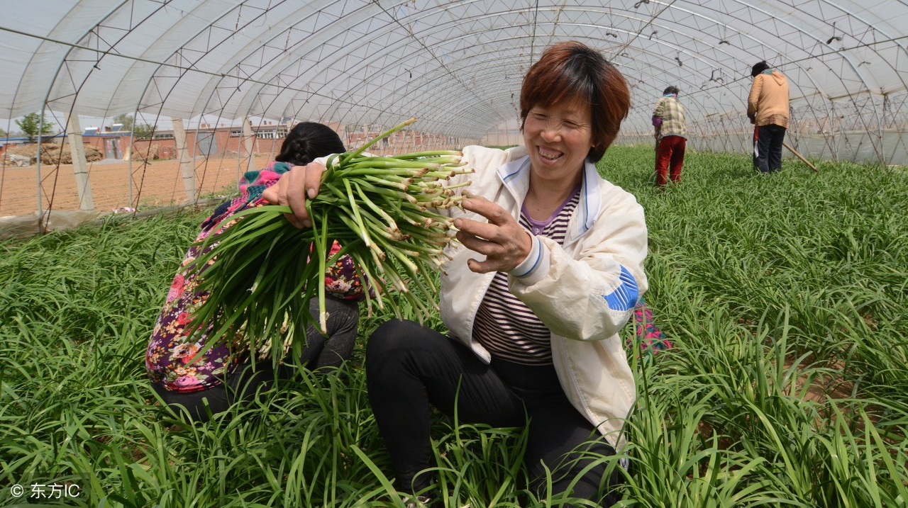 这里的农民都种这种东西好吃赚钱还壮阳
