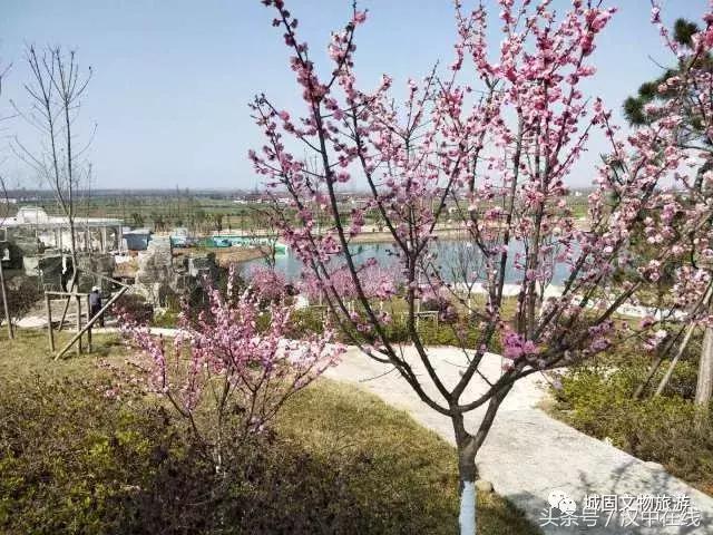 万物复苏春暖花开适合去玩的地方,花开的季节大家快来看风景