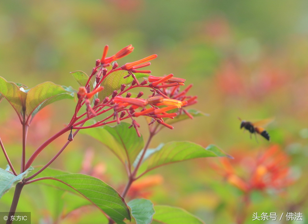 无神论的佛教是真的吗,佛教无神论什么意思